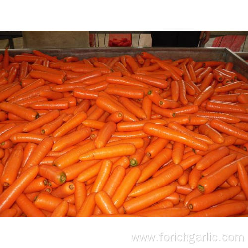 Export Standard Shandong Fresh Carrot